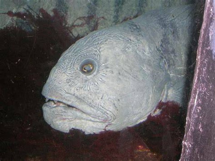 Are wolf fish poisonous?
