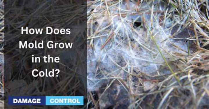 Can mold grow in cold places?