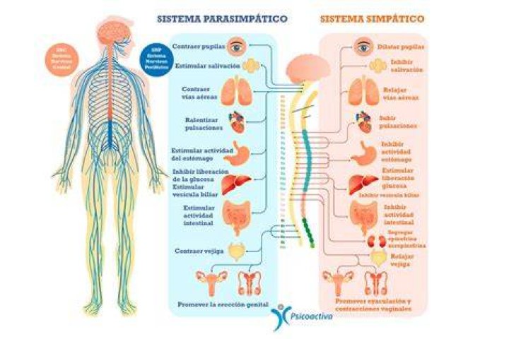 ¿Qué crees que sucede cuando se daña el sistema nervioso simpático?