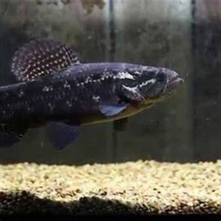 What do wolf fish taste like?