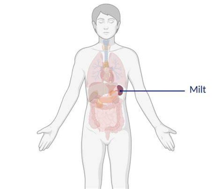 What is a Milt slang?