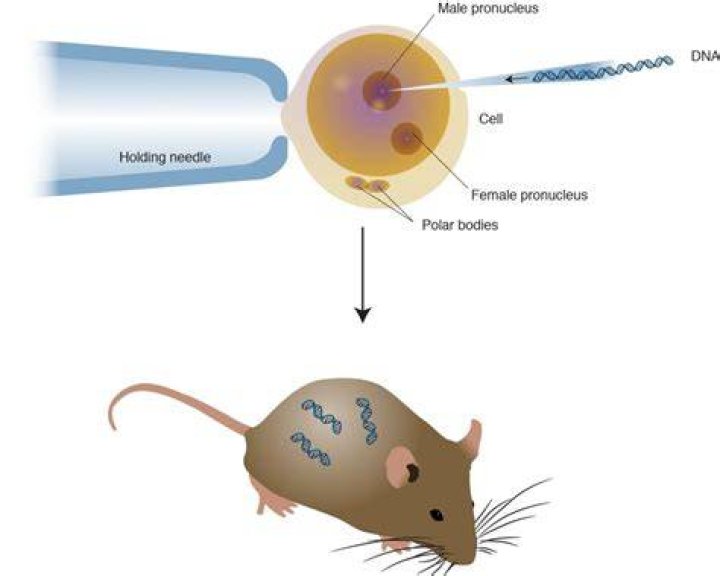 What is a transgenic organism example?