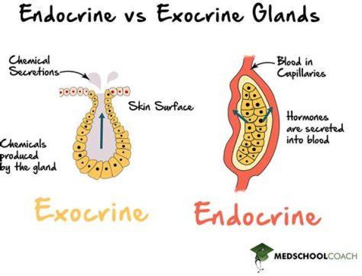 What is the difference between the exocrine and endocrine pancreas?