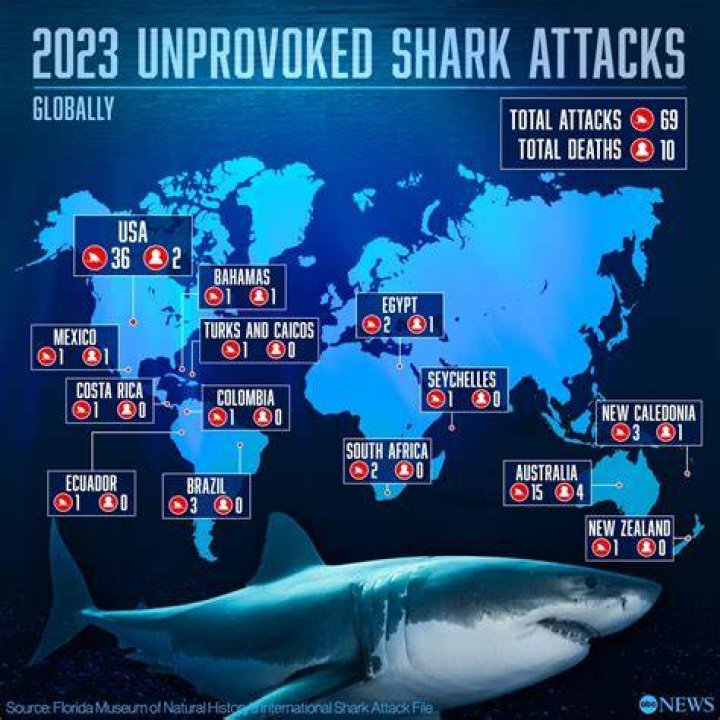 What is the most common shark attack?