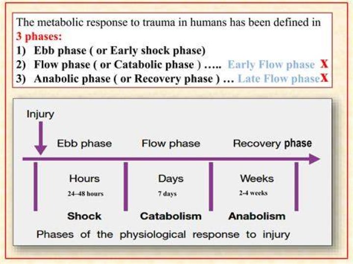 What is the purpose of the catabolic response to trauma?